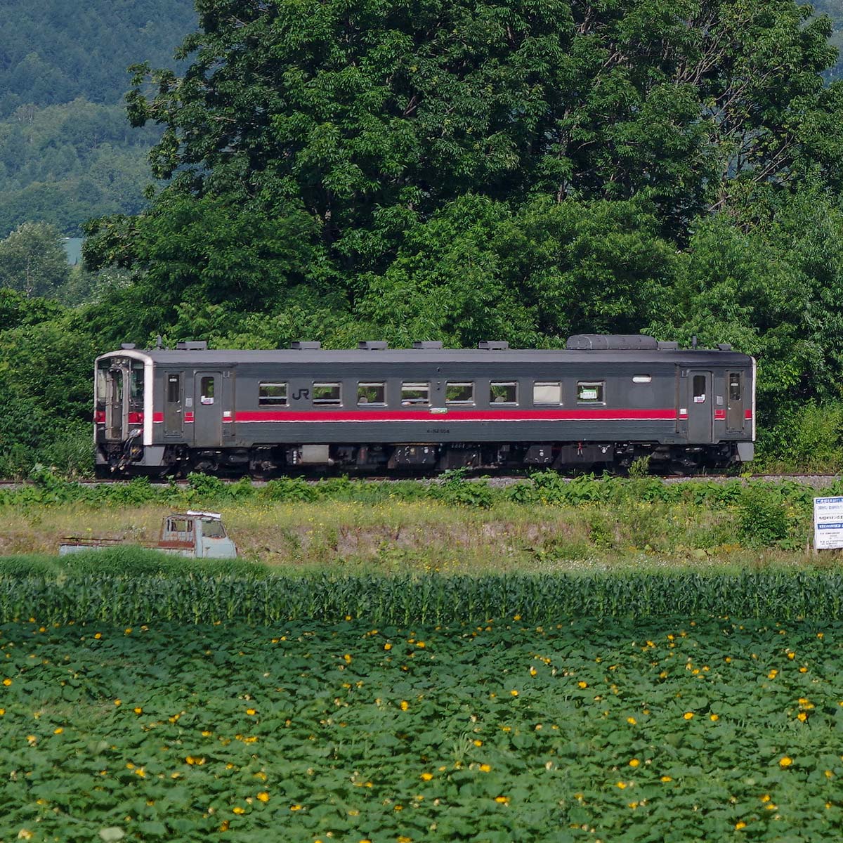31736＞JR北海道キハ54形（500番代・旭川車）（動力付き）｜Nゲージ 